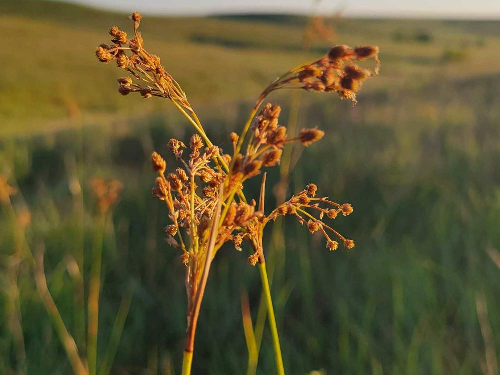 A trail run through the prairie often means wading through waist-high grass and meadows of wildflowers.