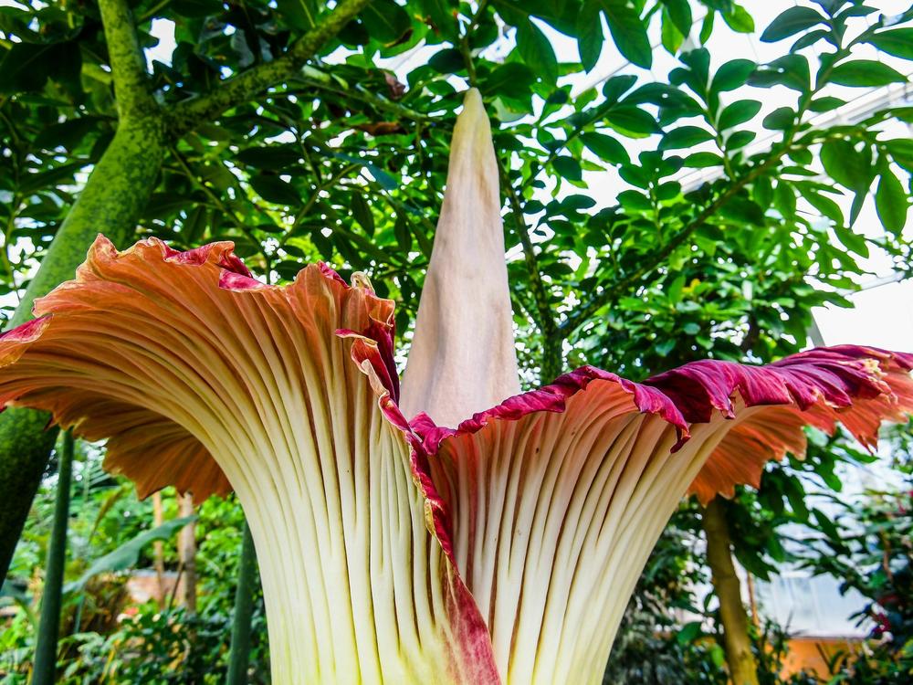 A corpse flower blooms at the Belgian National Botanic Gardens in 2020.