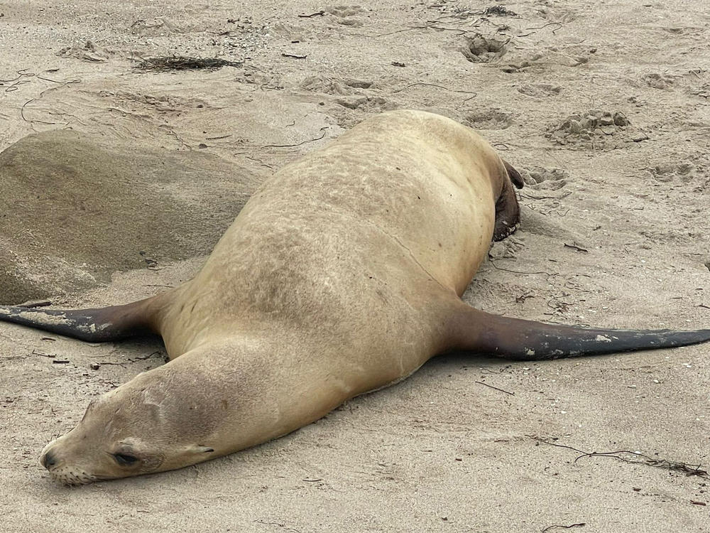 Pregnant sea lions have been the most likely to die from toxic poisoning from algal blooms along Southern California's coast.