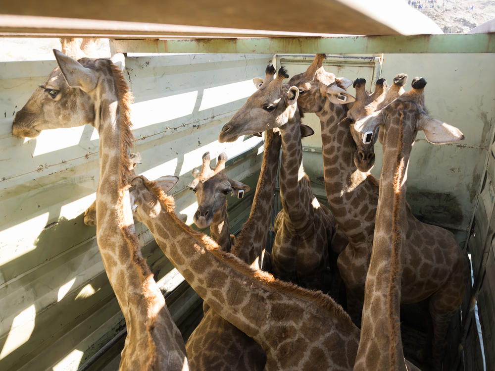 Giraffes wait in a truck before they are unloaded at Iona National Park in Angola.