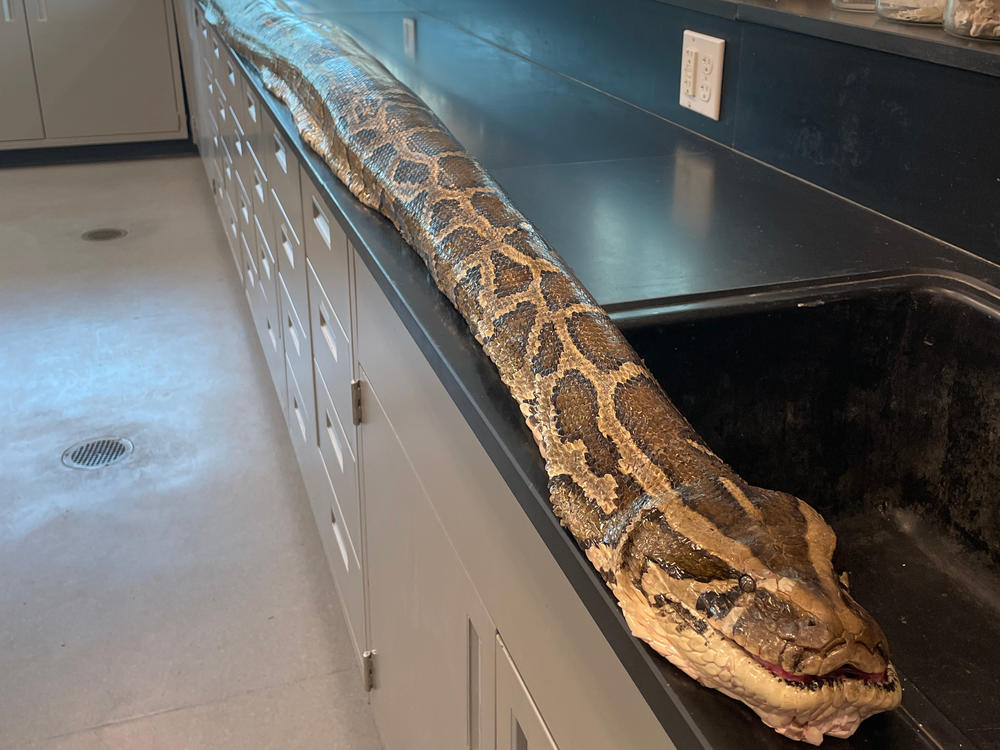 The 19-foot python was caught and killed because it's an invasive species in Florida. The state permits hunters and residents to humanely catch and kill the snakes to prevent them from wreaking havoc on the ecosystem.