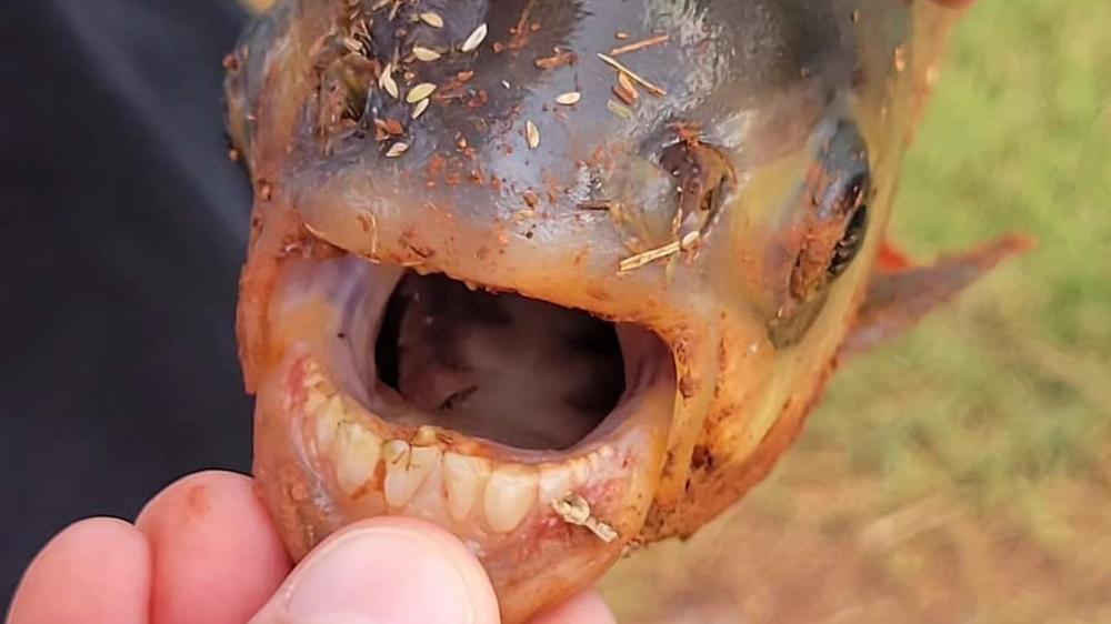 A pacu — a relative of the piranha, but with molar-like teeth — was caught in a neighborhood pond in Oklahoma.