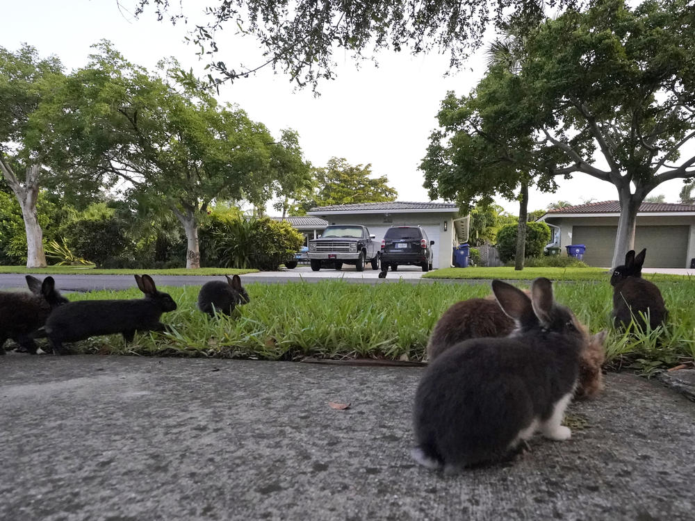 Rabbits gather on a lawn on July 11 in Wilton Manors, Fla. A Florida neighborhood is having to deal with a growing group of domestic rabbits on its streets.