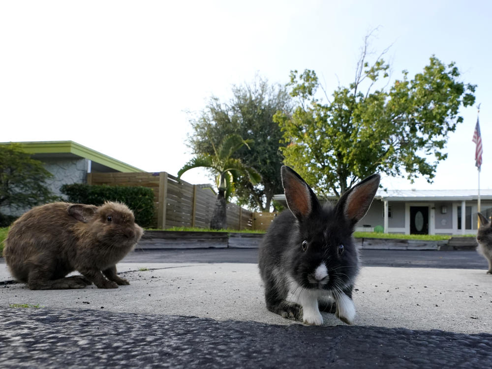 A trio of rabbits gather on a driveway, in Wilton Manors, Fla., earlier this month. About 100 lionhead rabbits have taken up residence in the suburban Fort Lauderdale community.