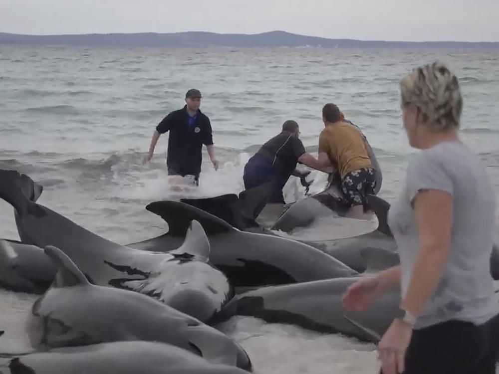 In this image from a video, rescuers try to help whales stranded on Cheynes Beach east of Albany, Australia Tuesday, July 25, 2023. (Australian Broadcasting Corp. via AP)