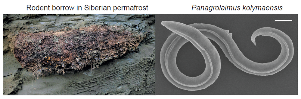 A collage made by two of the study's authors shows the permafrost sample where the nematode survived for 46,000 years, and a close-up of the microscopic nematode itself.