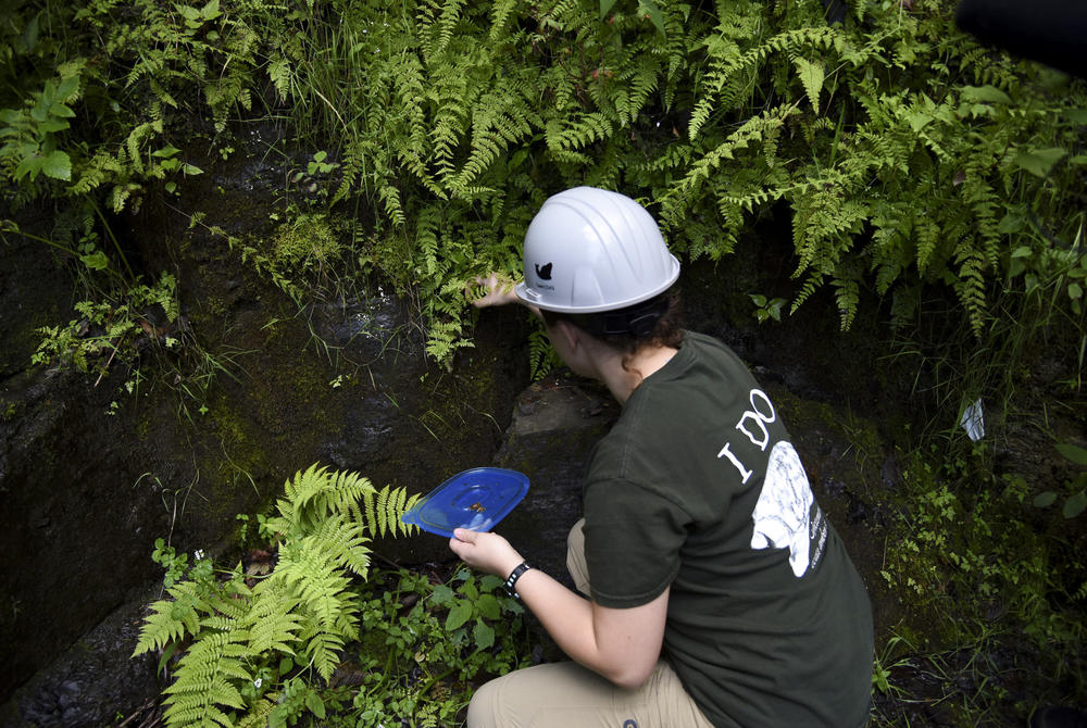 Ally Whitbread carefully places Chittenango ovate amber snails into their new waterfall habitat.