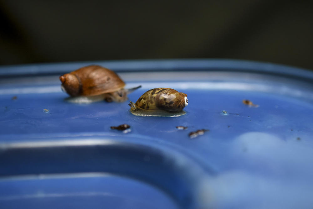 Two tagged Chittenango ovate amber snails glide around the lid of their terrarium before their release.