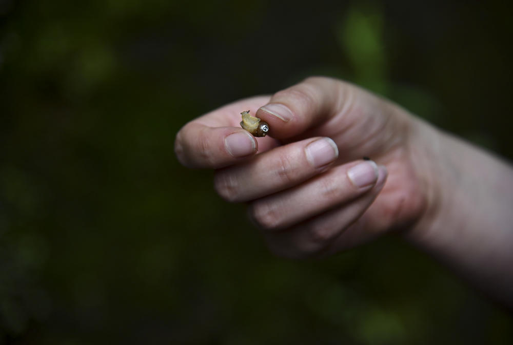 Cody Gilbertson holds up a tagged Chittenango ovate amber snail that's ready for release.