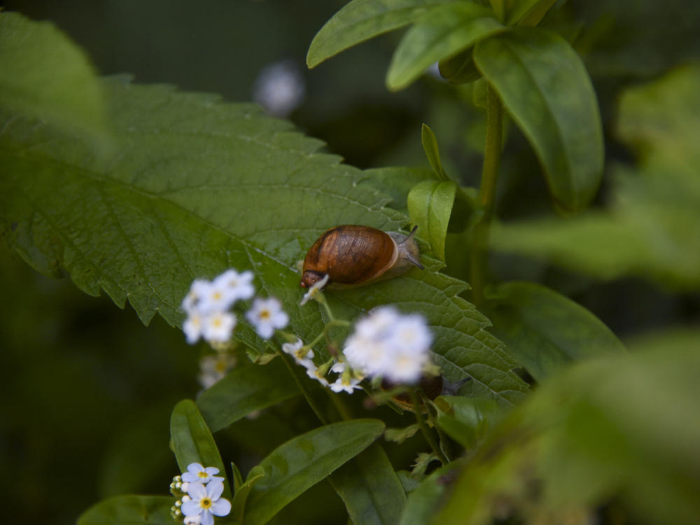 A Chittenango ovate amber snail moves about its new waterfall habitat after being released into the wild.