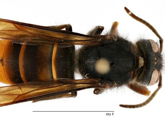 The yellow-legged hornet is a prolific predator of honey bees and other pollinators. Now it's been spotted alive in the wild in the U.S. for the first time.