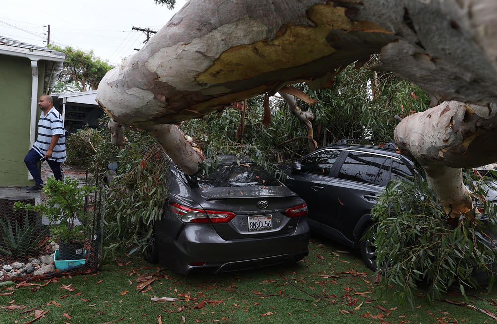 Mon., Aug. 21: A large eucalyptus tree branch rests on cars after falling overnight as tropical storm Hilary moved through the area on August 21, 2023 in Sun Valley, California.