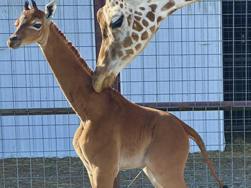 A reticulated giraffe was born without spots at Brights Zoo in northeastern Tennessee at the end of July. The zoo is asking the public to cast their vote on what to name her.