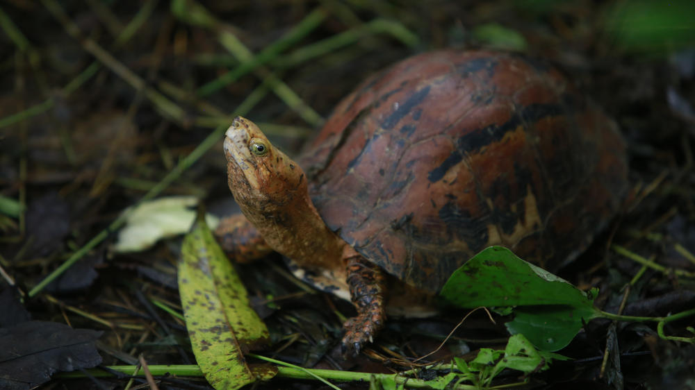 In this Aug 25, 2019 photo, a Southern Vietnamese box turtle (Cuora picturata) walks in its pen at a turtle sanctuary in Cuc Phuong national park in Ninh Binh province, Vietnam. The International Union for Conservation of Nature rated the turtles a 