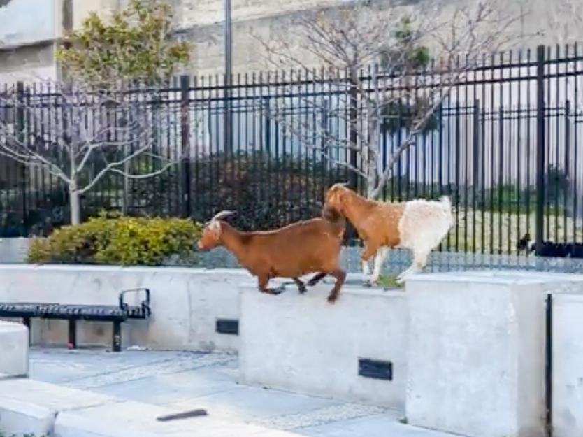 Back in March, four or five goats scrambled along the streets of San Francisco and became instantly famous as videos of their runabout were posted on social media. What became of the runaway ruminants?