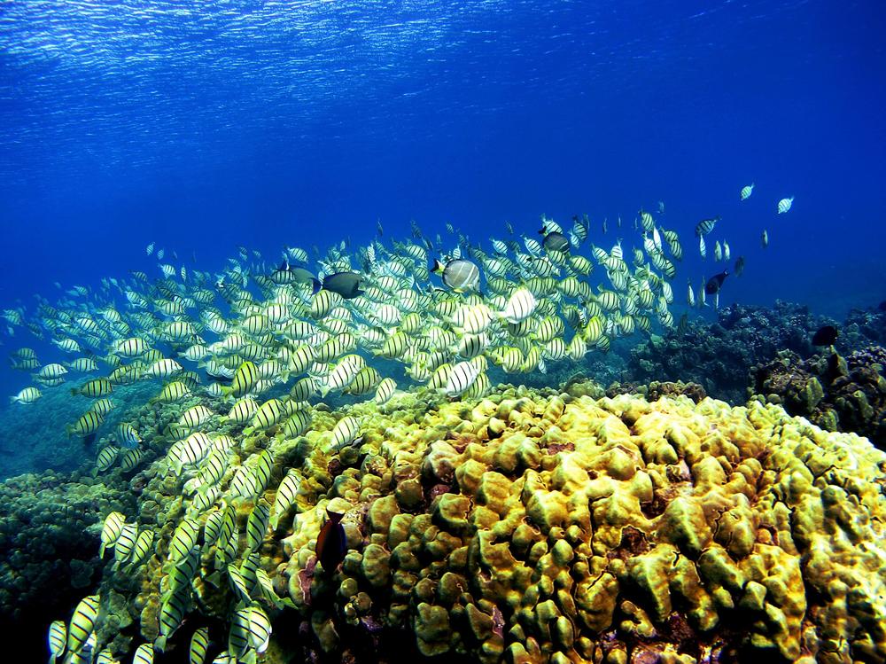 As oceans get hotter, scientists are looking for ways to safeguard coral species so they can be used to restore reefs in the future.