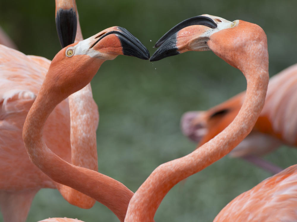 Two American flamingos seen at a Zoo in Miami, in July 2016. Flamingos are native to Florida, but less than 1% of the world's population resides there after the birds were hunted to near extinction at the turn of the 20th century.