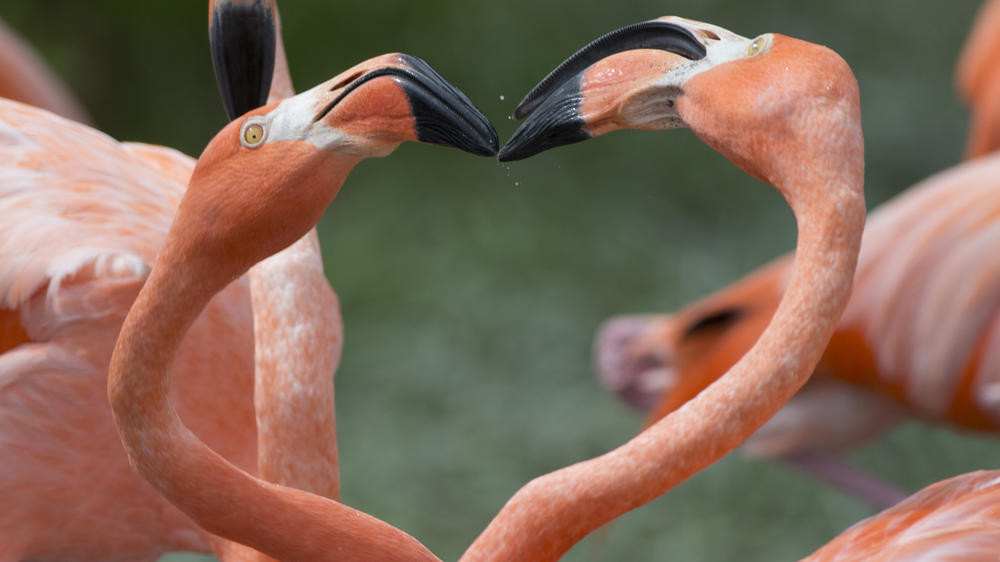 Two American flamingos seen at a Zoo in Miami, in July 2016. Flamingos are native to Florida, but less than 1% of the world's population resides there after the birds were hunted to near extinction at the turn of the 20th century.