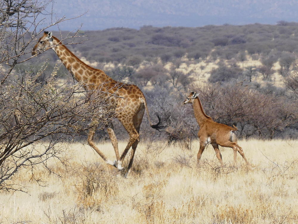 A baby giraffe was discovered in Namibia, Africa, without any spots. The only other known living spotless giraffe was born at a zoo in Tennessee in late July.