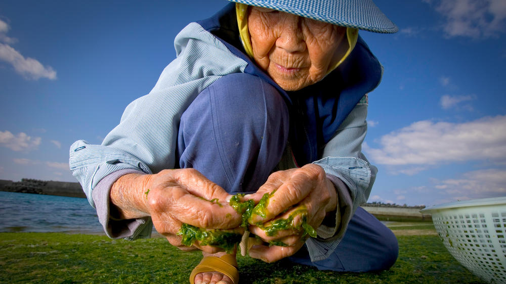 Kame Ogito, 89, gathers seaweed at low tide in Motobu, Okinawa, Japan. Seaweed is part of the plant-based, low-calorie diet that makes Okinawans some of the longest-lived people in the world.