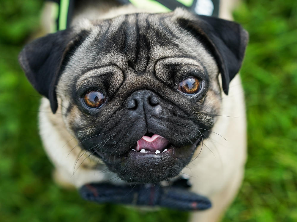 A pug reacts to the camera on the first day of the Festival of Dogs weekend at Castle Howard on May 21, 2022 in York, England.