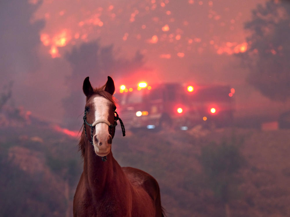 Horses are spooked by the Woolsey Fire near Paramount Ranch on Nov. 9, 2018, in Agoura Hills, Calif.