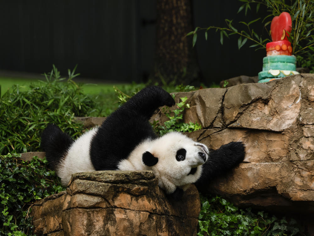 Male giant panda Xiao Qi Ji rolls around in his enclosure during a 