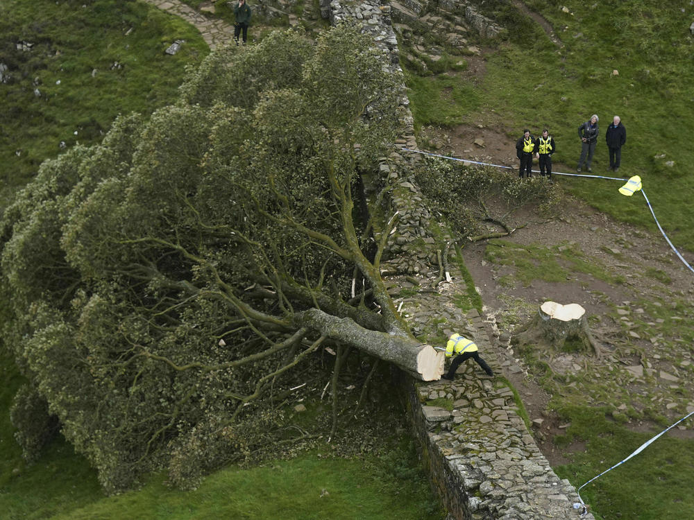 Police officers look at the tree at Sycamore Gap, next to Hadrian's Wall, in Northumberland, England, Thursday, Sept. 28, 2023. One of the U.K.'s most photographed trees was 
