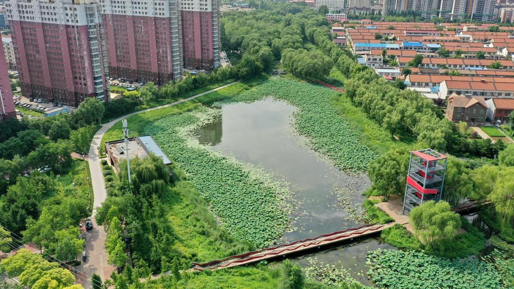 This natural pond helps reserve precipitation in the ecological corridor of Qian'an, a city in China's Hebei province. Like many other Chinese cities, Qian'an used to fall victim to urban flooding during rainy seasons. But things have changed since 2015, when the city was included in a national pilot program for 