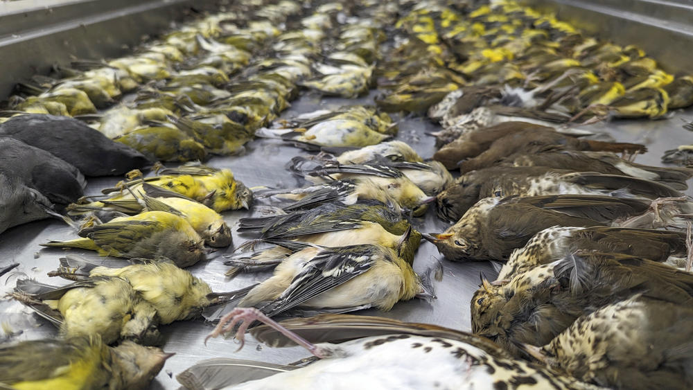 Douglas Stotz, a senior conservation ecologist at the Chicago Field Museum, said the hundreds of dead birds was 