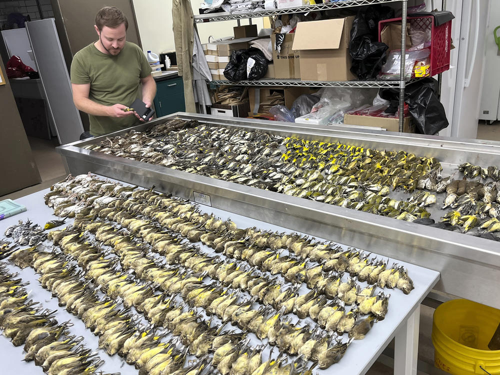 Workers at the Chicago Field Museum inspect the bodies of migrating birds that were killed when they flew into the windows of the McCormick Place Lakeside Center.