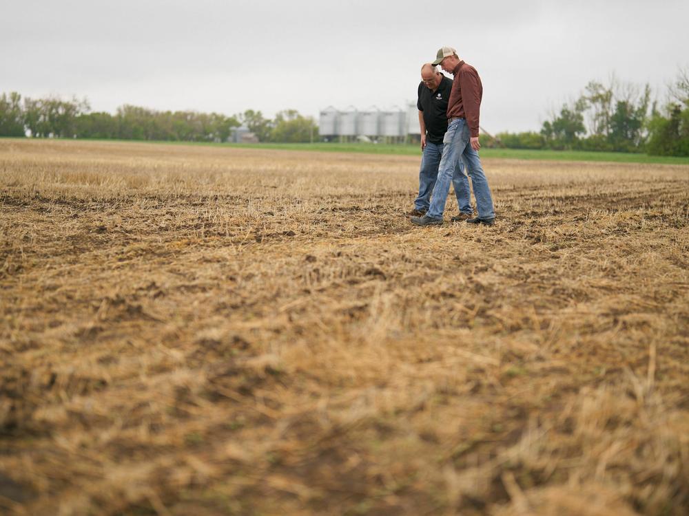 Farmer Rob Stone (R) and Gregory Gingera, a canola breeder at Corteva Agriscience, walk through Stone's field in Davidson, Saskatchewan, Canada in May. Canadian farmers are looking for ways to deal with recurrent drought, including planting earlier and using seeds that are more resistant to heat.