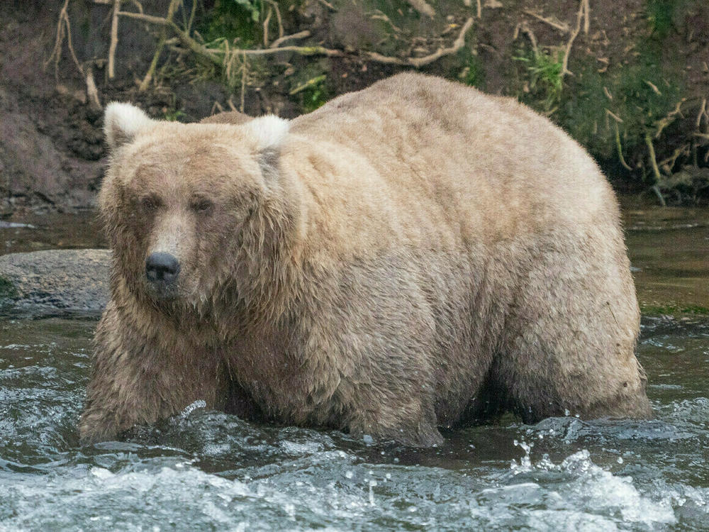 <strong>Sept. 14:</strong> 128 Grazer is well-known as a tough bear, competing for the best fishing spots. Without cubs to care for, she grew to a huge size this summer.