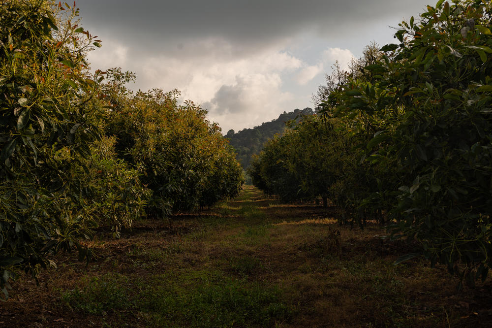 Clouds pass over rows of avocado trees in Michoacán. Control of the $3 billion market, known as green gold, has fueled violence in the state who's the main producer.