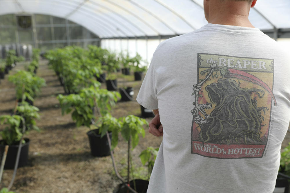 An employee in a Carolina Reaper shirt looks over one of Ed Currie's greenhouses on Oct. 10, 2023, in Fort Mill, S.C.