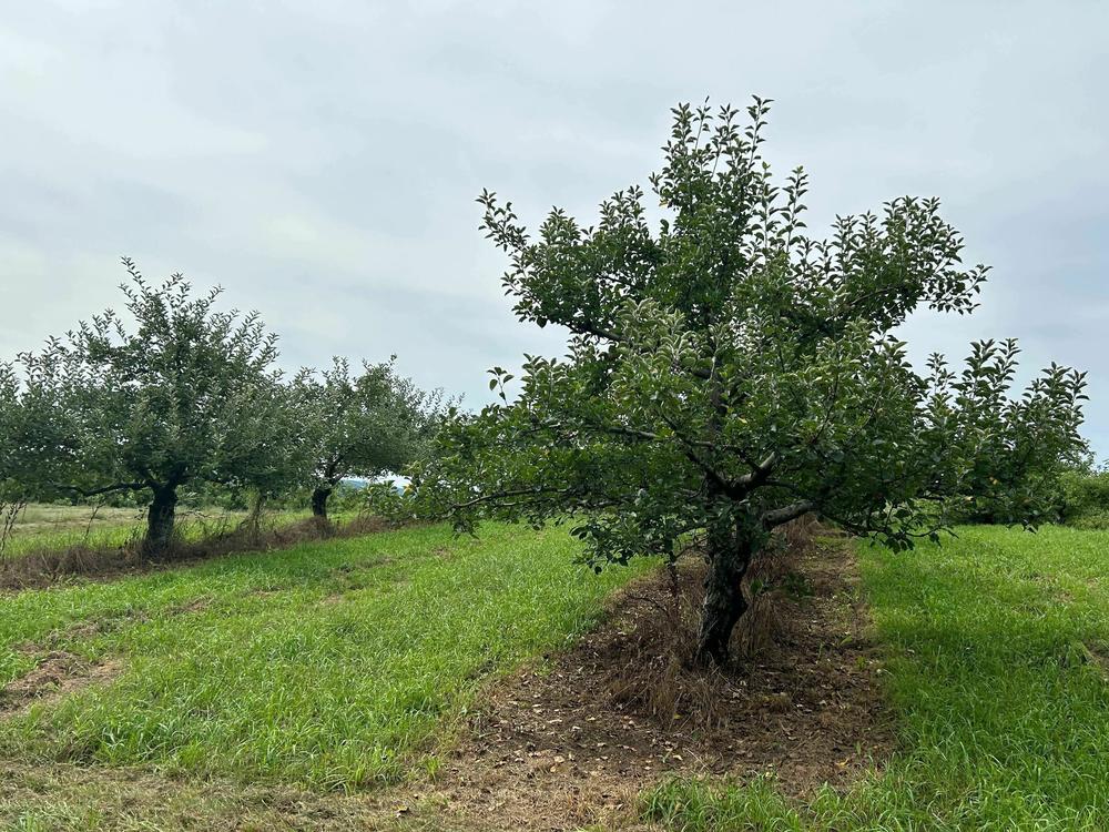 Chuck and Diane Southers' apple orchard stretches over about 30 hilly acres in Concord, New Hampshire. A hard freeze in May killed most of their apple crop.