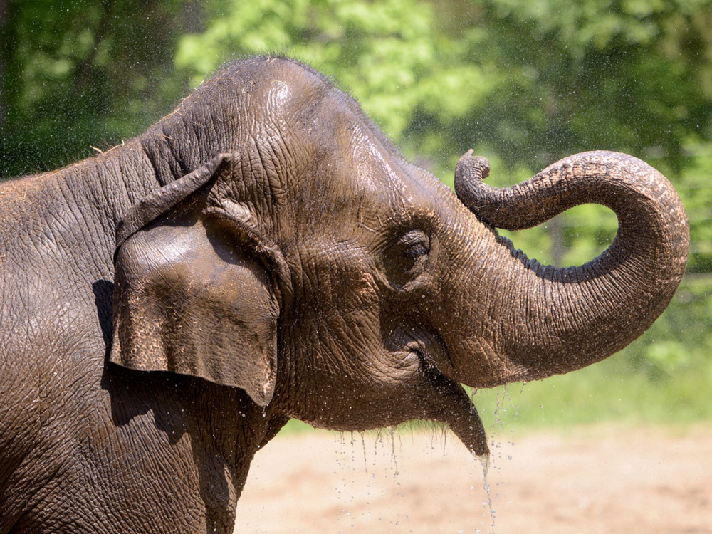 Asian elephant Rani, seen after a bath at the St. Louis Zoo in 2017, died on Friday.