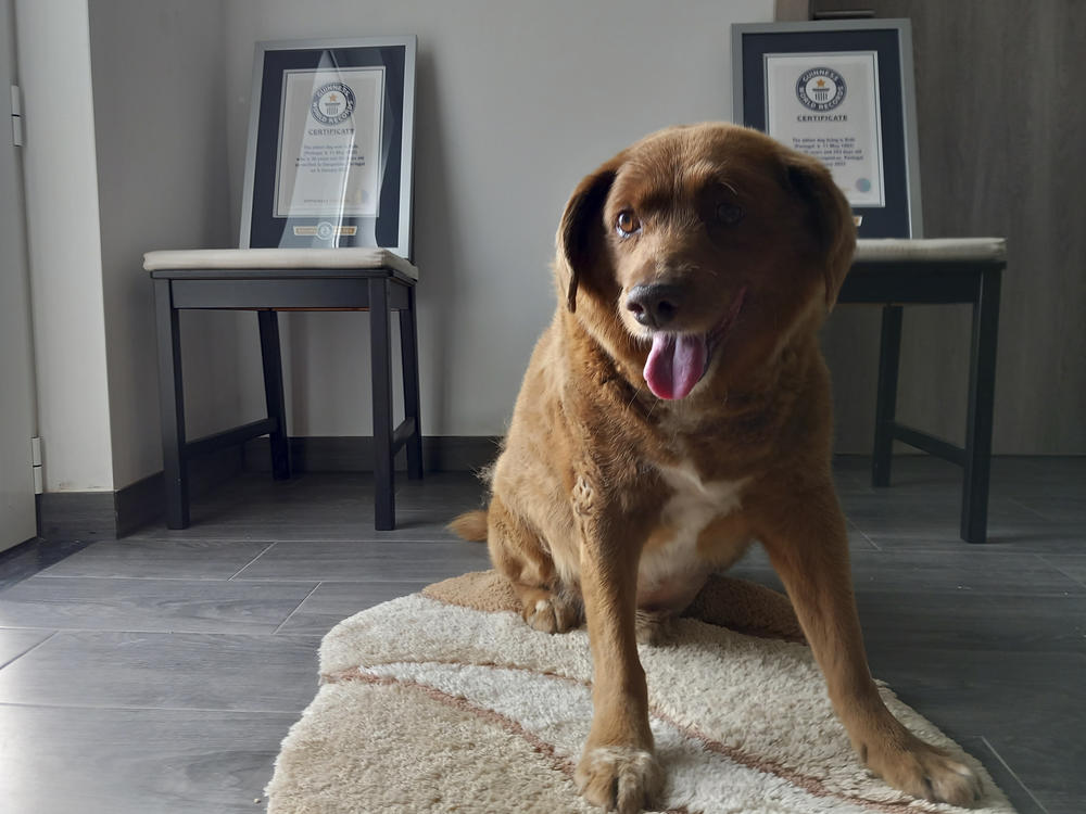 Bobi, a purebred Rafeiro do Alentejo Portuguese dog, poses for a photo with his Guinness World Record certificates for the oldest dog, at his home in Conqueiros, central Portugal, on May 20.