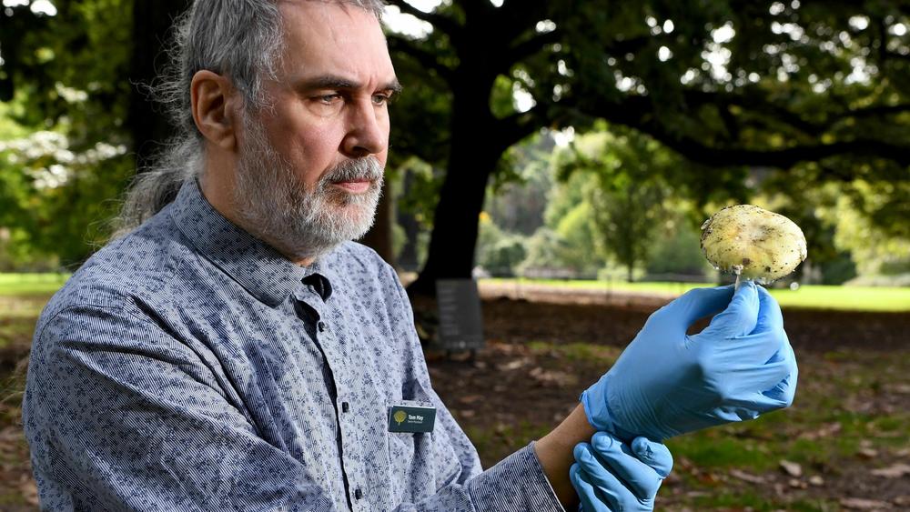 Tom May, a mycologist at the Royal Botanic Gardens in Melbourne, inspects a death cap mushroom in 2021. The mushrooms are suspected to have been used to poison several members of a family in Victoria.