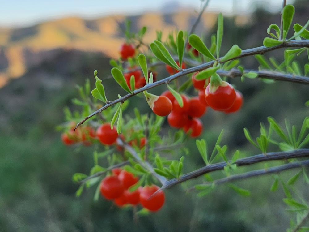 Splashes of color decorate the Sonoran Desert, where austere rock gives way to blossoms and berries.