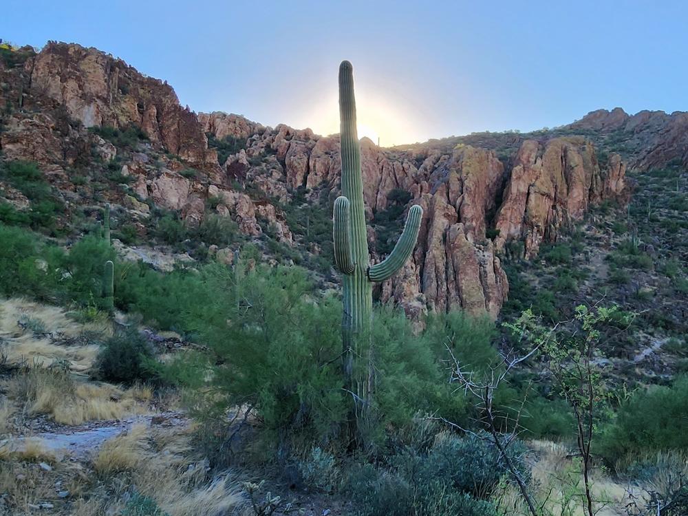 An abundance of birds live among the saguaro and cactus. Often hiking in the Superstition Wilderness the birdsong is as rich as an eastern forest.
