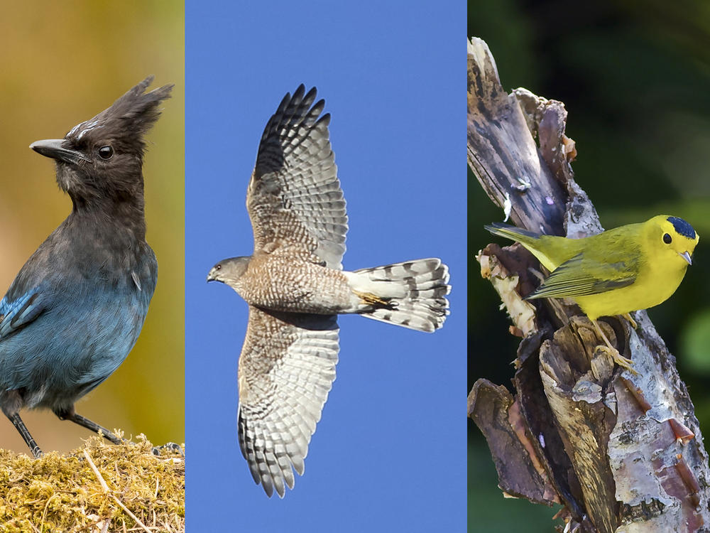 The Steller's jay, Cooper's hawk, and Wilson's warbler will all get renamed under a new plan to remove human names from U.S. and Canadian birds.