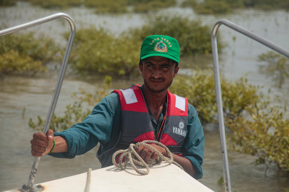 Wildlife ranger Mohammad Jamali heads into the nearby shallow waters of a mangrove forest, planted just five years ago, to show how workers are harvesting baby mangrove trees to replant elsewhere. Tree by tree, they are expanding this forest to encompass the entire Indus River Delta, and when completed, will cover an area nearly the size of Rhode Island.