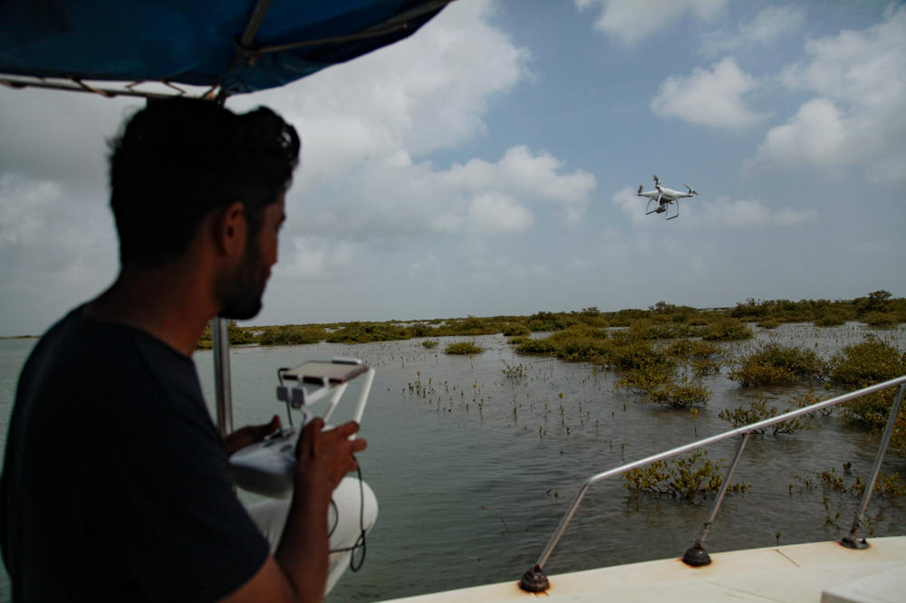 A member of the wildlife department of the southern Pakistani province of Sindh flies a drone over mangrove forests planted five years ago to check on how they are growing. This is part of one of the largest mangrove forestation efforts in the world.