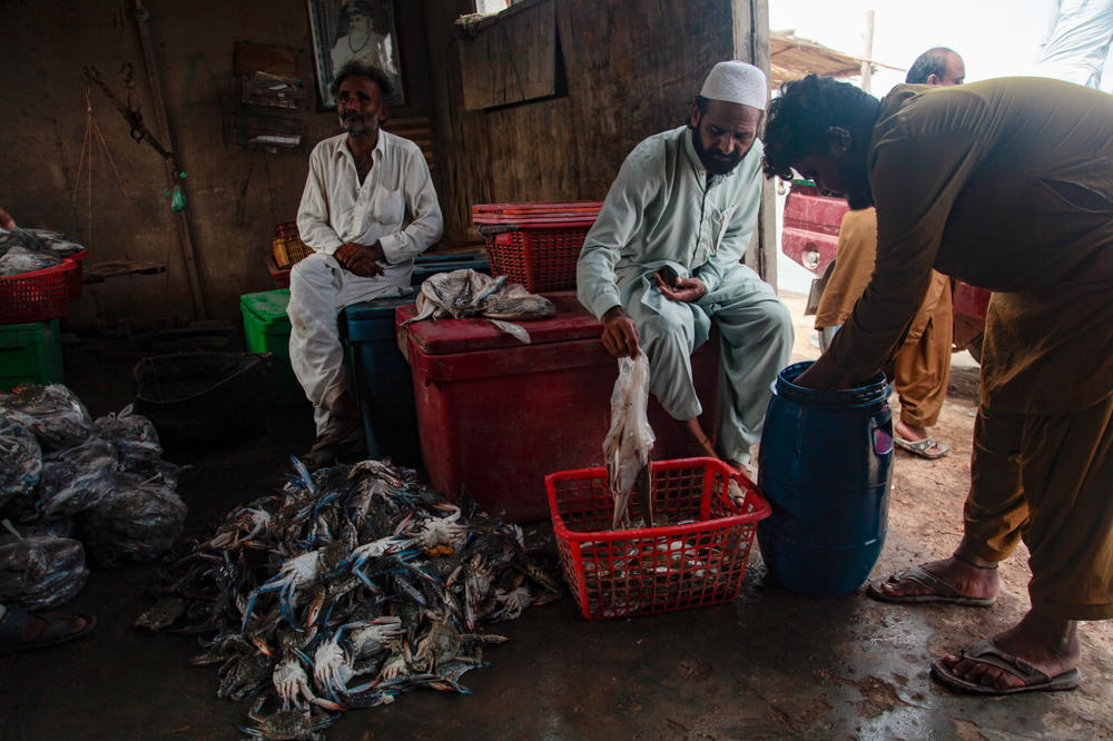 Fishermen gather their daily catch in a hut by the jetty in Keti Bandar, a fishing village at the mouth of the Indus River Delta in southern Pakistan. Fishermen here say their catches of fish, shrimp and crabs have been improving since mangrove reforestation efforts began here in earnest.