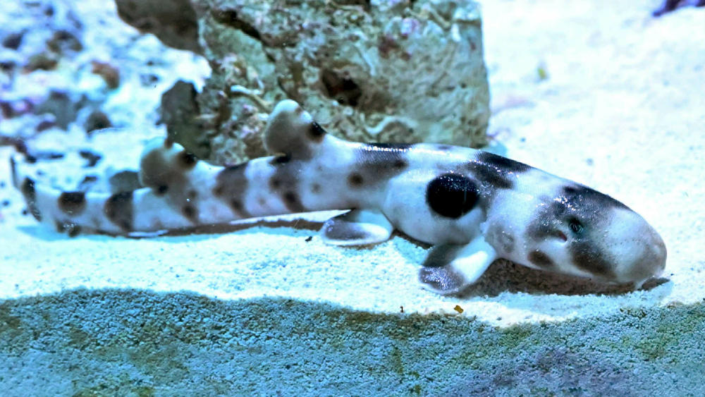 An epaulette shark pup that hatched from an apparent parthenogenesis is now on display at Brookfield Zoo, in a Chicago suburb.