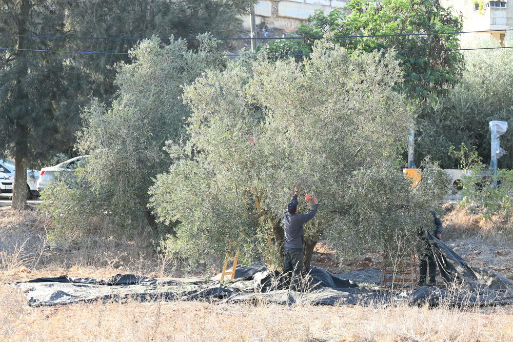 Residents are fearful, leaving trees unharvested, focusing on trees they feel leave them safer close to village of As-Sawiya, occupied West Bank on Oct. 31, 2023.