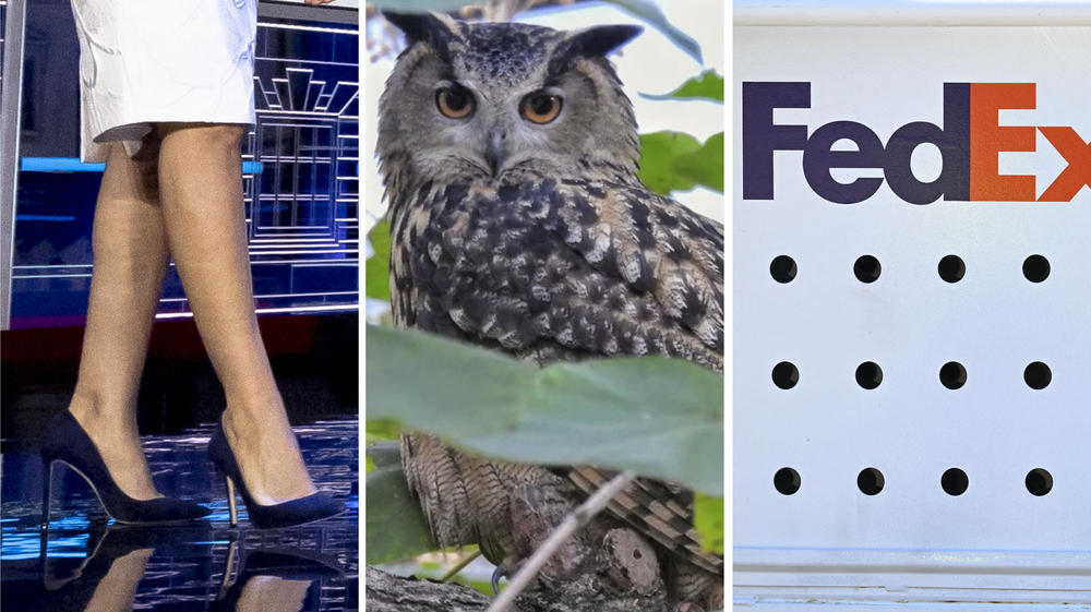 From left: 5-inch heels, an owl, a FedEx package