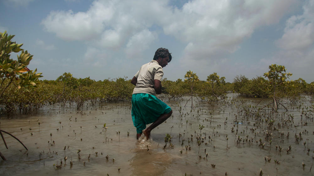 A worker harvests mangrove 