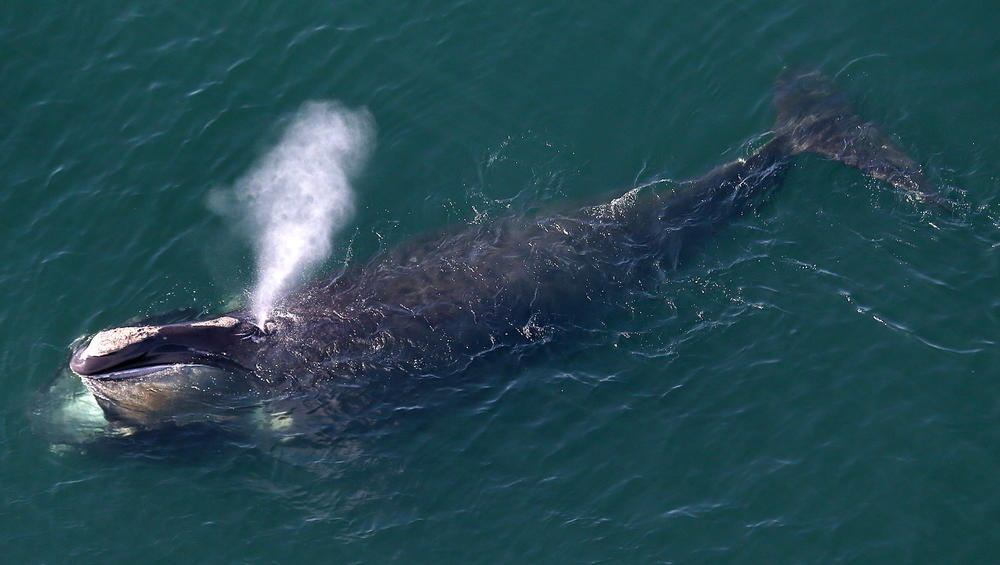 An aerial view of a North Atlantic right whale feeding off the shores of Duxbury, Mass., in 2015.